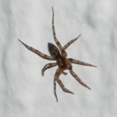 Liocranum rupicola