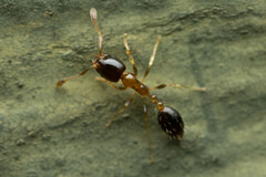 Monomorium floricola
