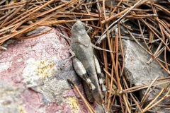 Oedipoda germanica meridionalis