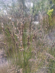 Elegia filacea