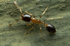 Monomorium floricola