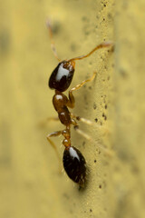 Monomorium floricola