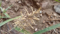 Eragrostis