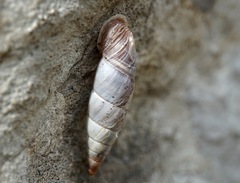 Medora almissana