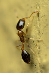 Monomorium floricola