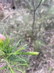 Rhinotia