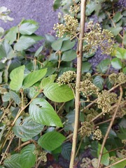 Callicarpa formosana