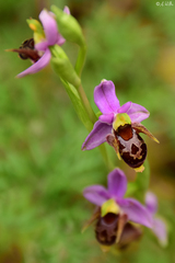 Ophrys oestrifera