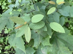 Rhamnaceae
