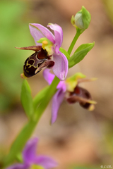 Ophrys oestrifera
