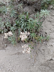 Anaphalis morrisonicola