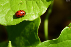Gonioctena fornicata