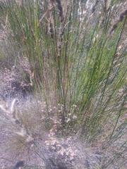 Elegia filacea