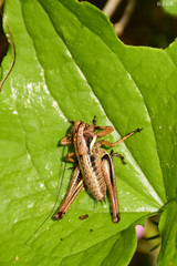 Pholidoptera