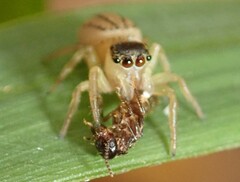 Maratus scutulatus