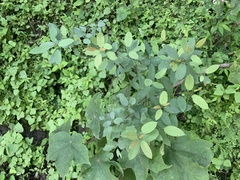 Rhamnaceae