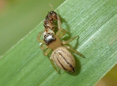 Maratus scutulatus