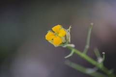 Erysimum capitatum
