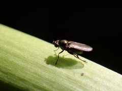 Acalyptratae