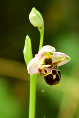 Ophrys oestrifera