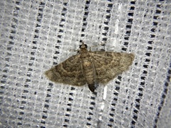 Gymnoscelis esakii