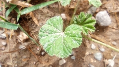 Malva parviflora