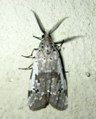 Galtara nepheloptera