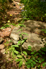 Cynoglottis barrelieri