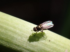Acalyptratae