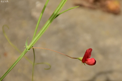 Lathyrus setifolius