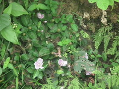 Melastoma dodecandrum