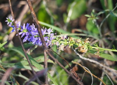 Veronica barrelieri
