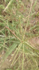 Cynodon dactylon