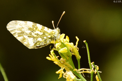 Anthocharis cardamines