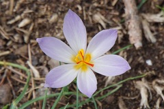Crocus thomasii