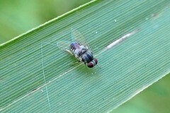 Lindneromyia