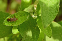 Closterotomus annulus