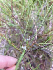 Platysace linearifolia