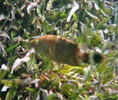 Cheilinus chlorourus