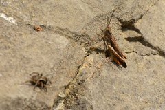 Chorthippus maritimus