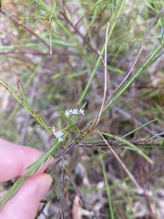 Platysace linearifolia