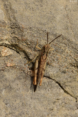 Chorthippus maritimus