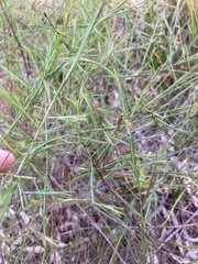 Platysace linearifolia
