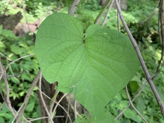 Ipomoea parasitica