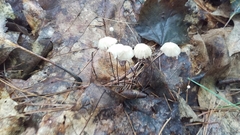 Marasmius