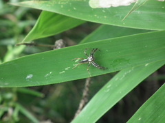 Telamonia