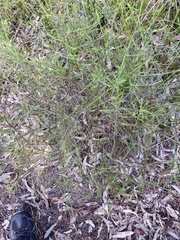 Platysace linearifolia