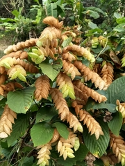 Flemingia strobilifera