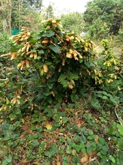 Flemingia strobilifera