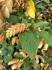 Flemingia strobilifera